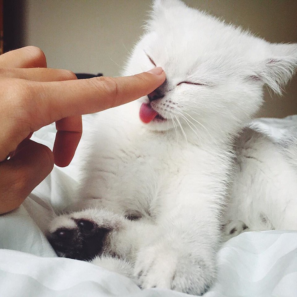 Нежный Кусь коты