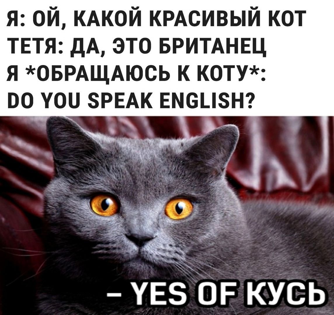 Мемы с британскими котами