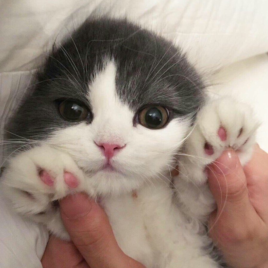 Миленькие пикчи с котиками