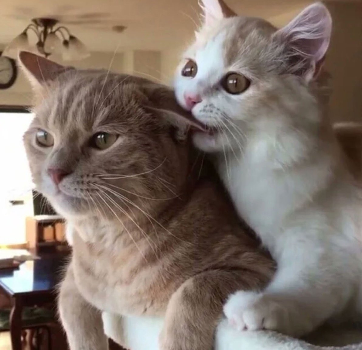 Котенок Кусь