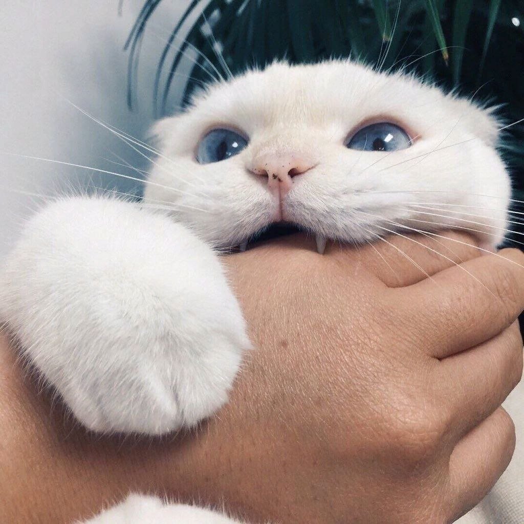 Милые котики с сердечками