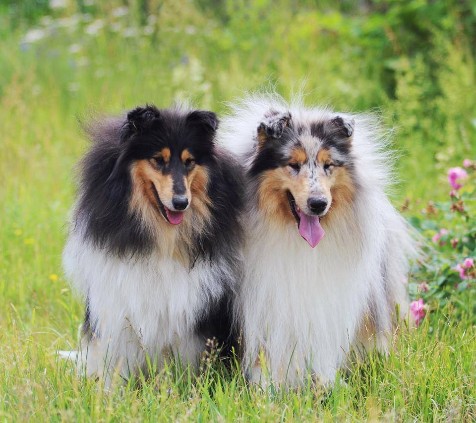 Шотландская колли