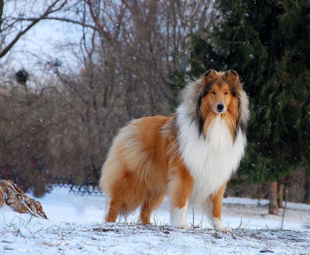 Шелти собака