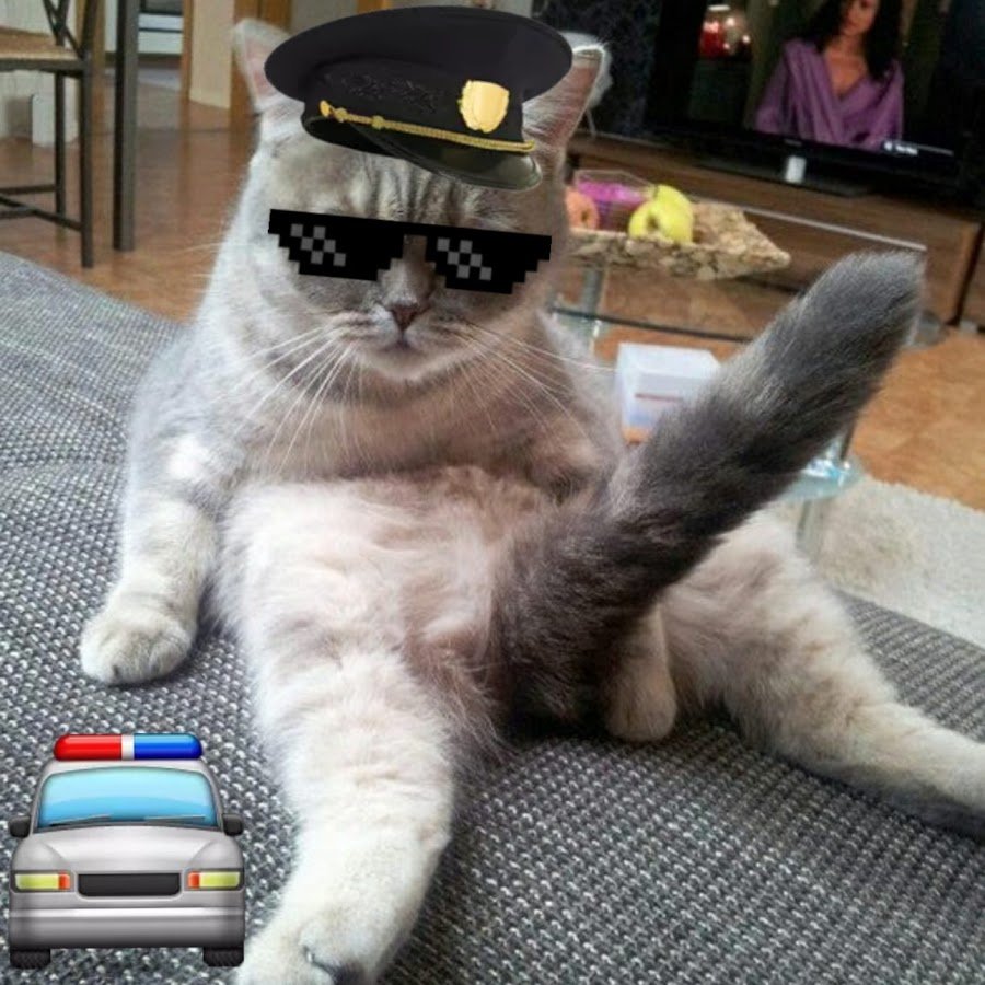 Кот хвост пистолетом