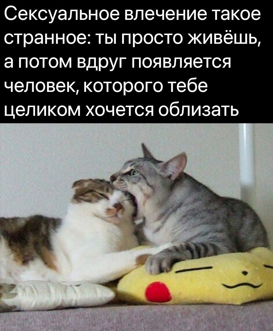 Кот кусает кота