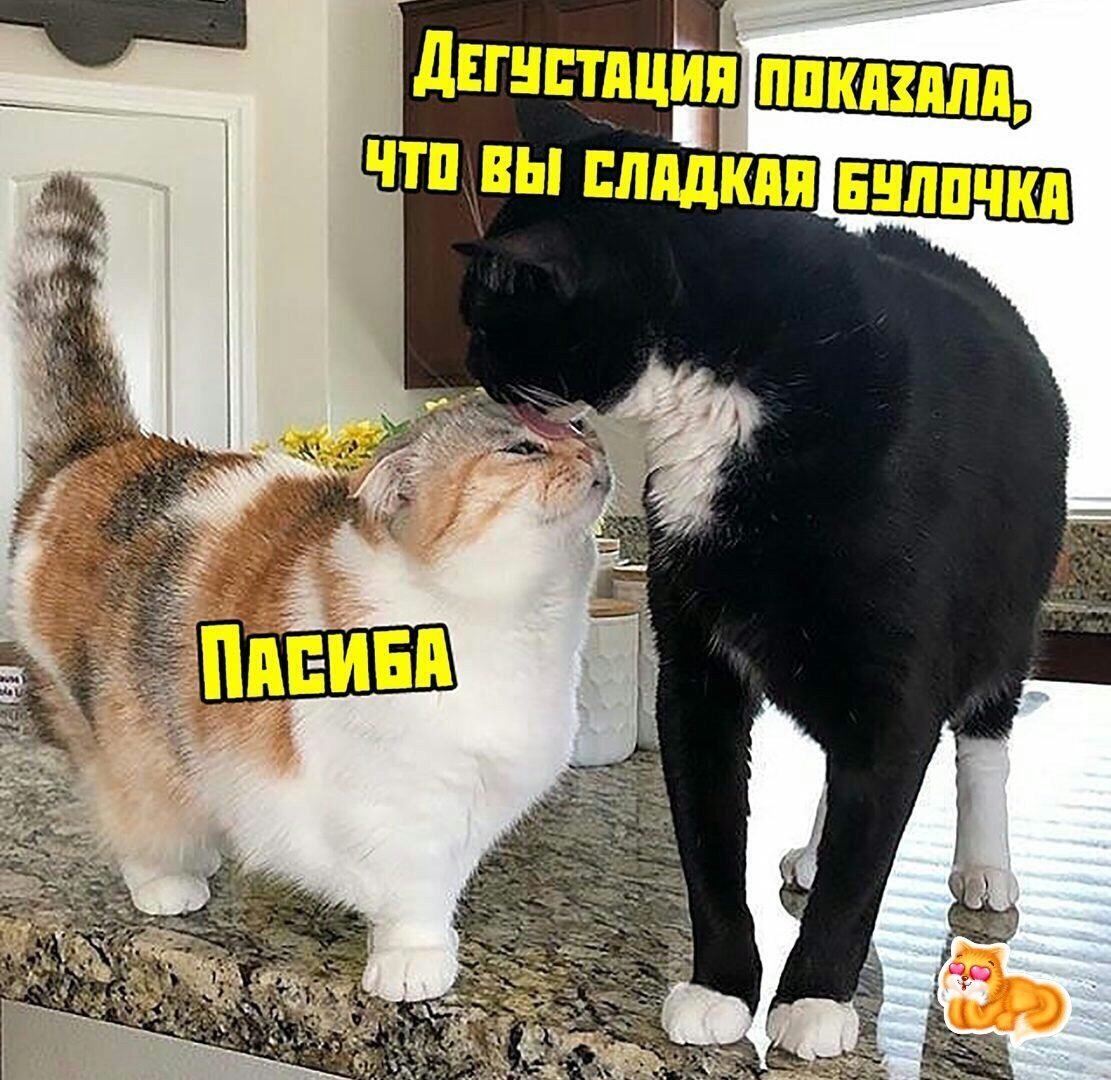 Вы сладкая булочка