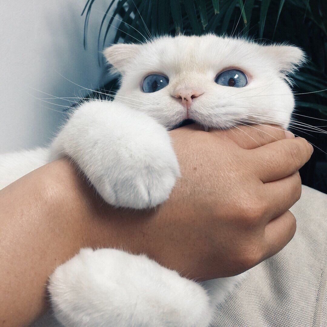 Котики Эстетика