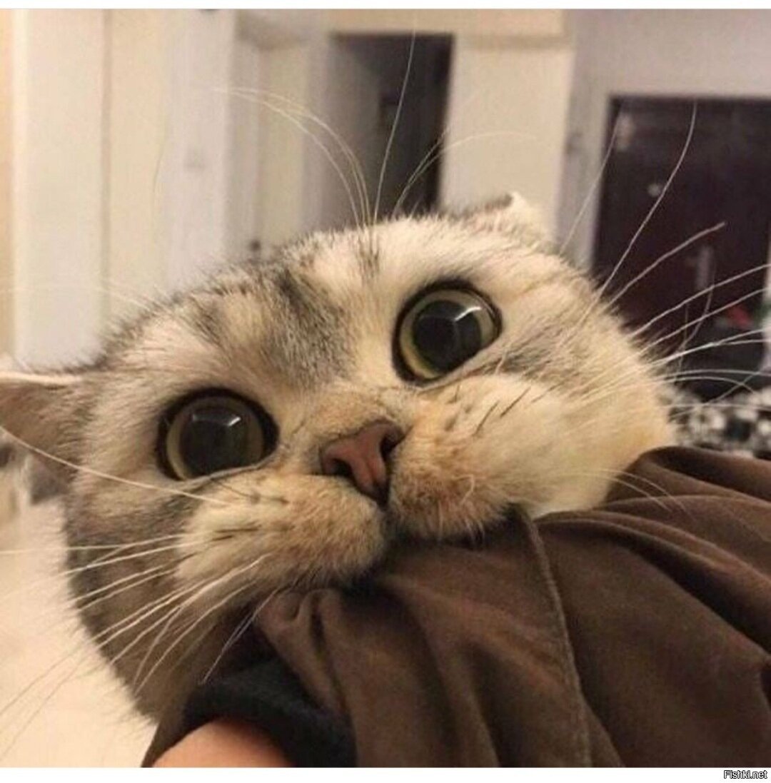 Милые котики с надписями