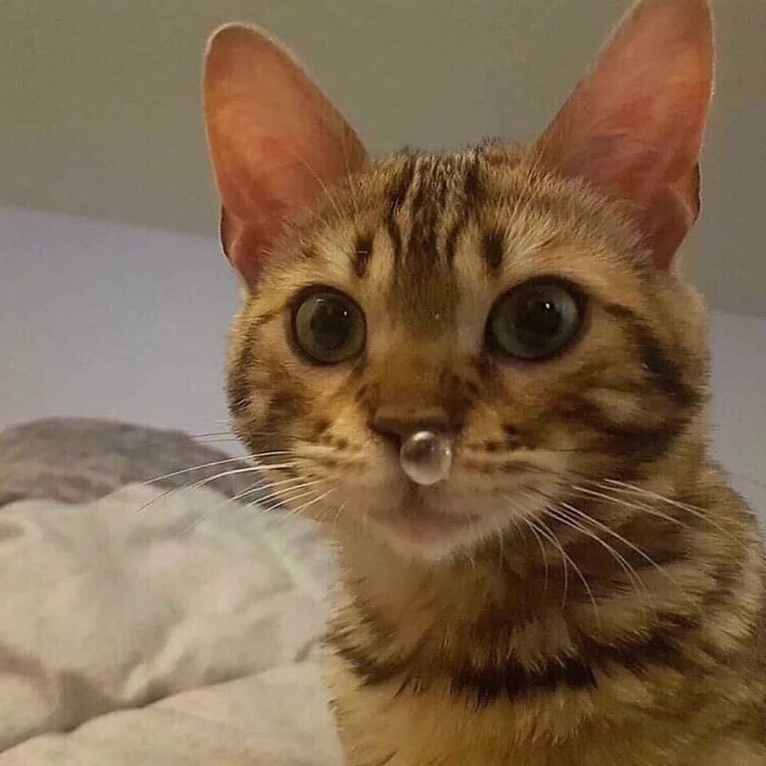 Котик с пузырьком из носа