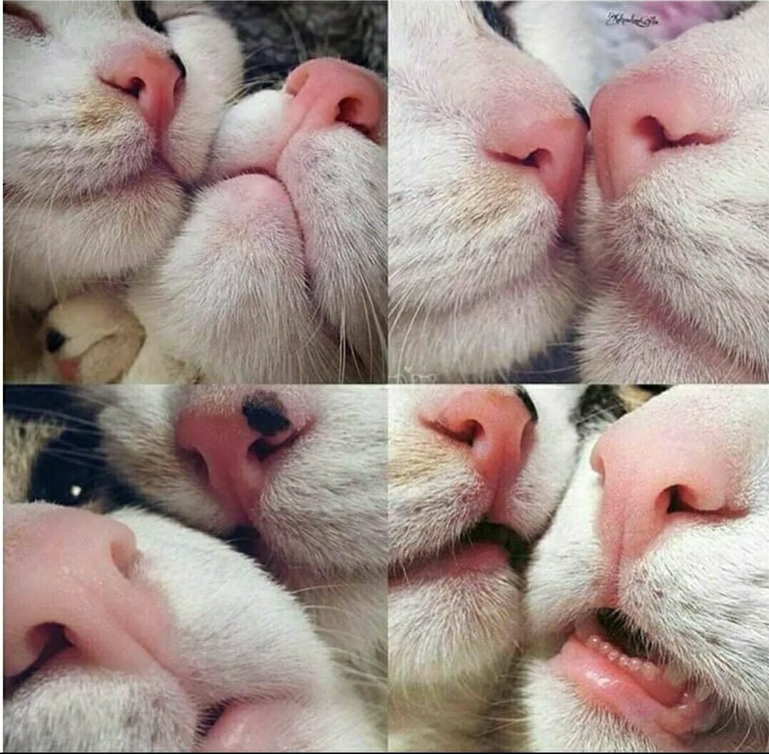 Носики котиков милые