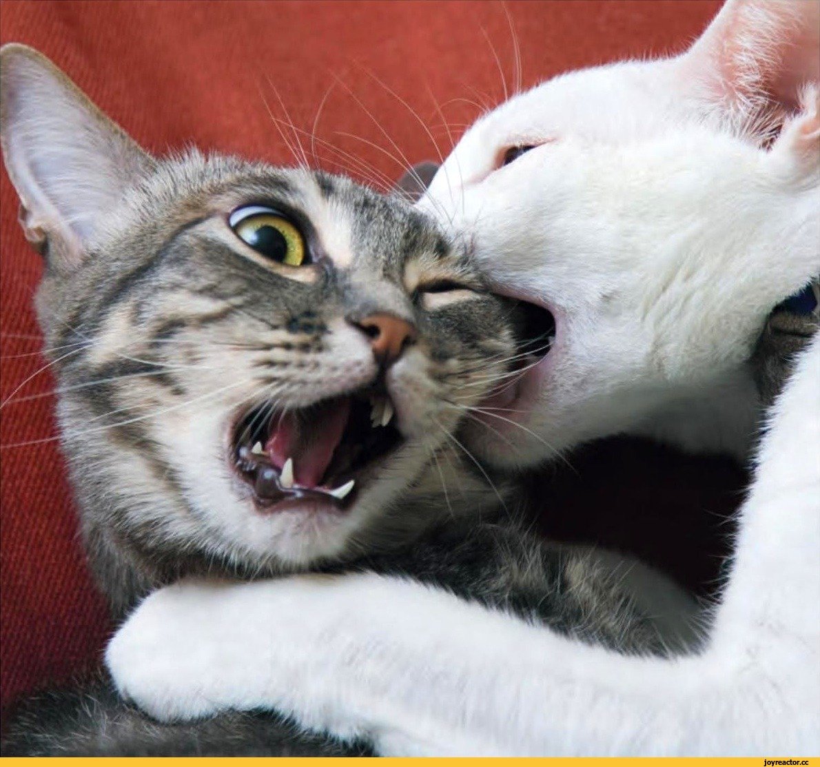 Милые котики дерутся