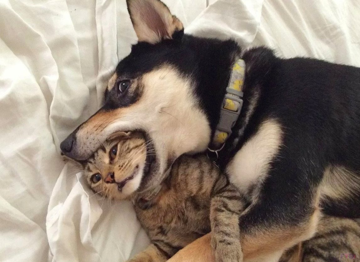 Смешные коты и собаки