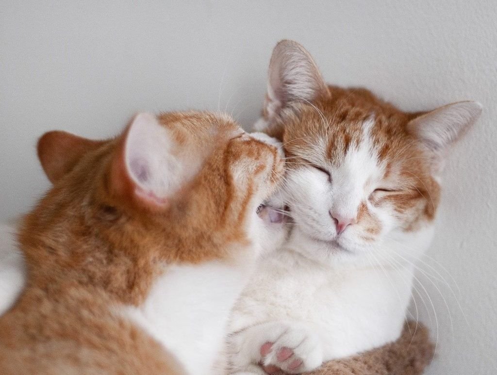 Кусь картинки