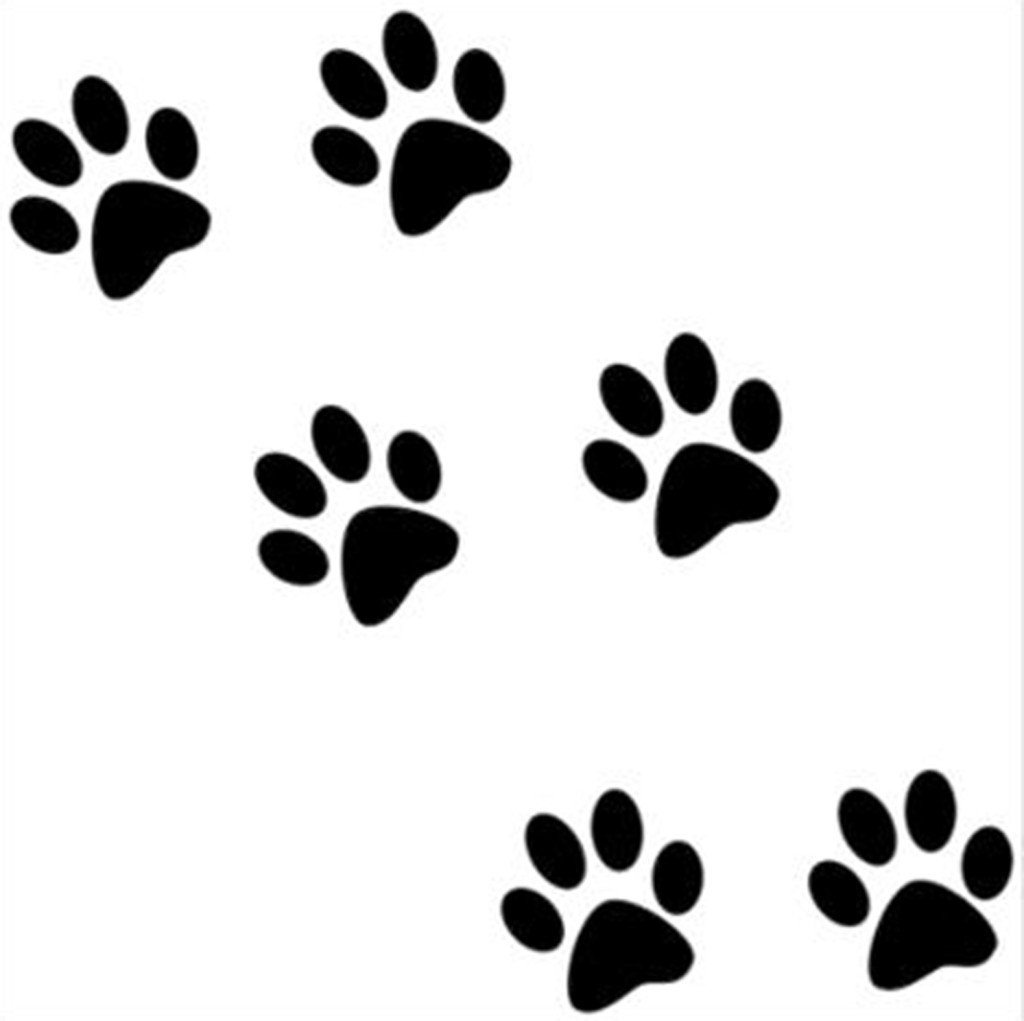 Следы кошки чб