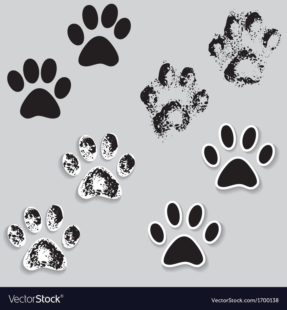 Следы лапок на белом фоне