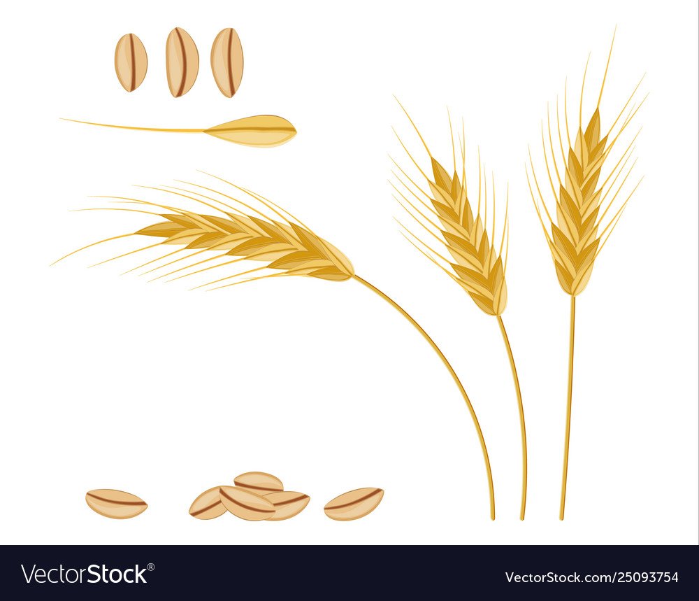 Постер колосья