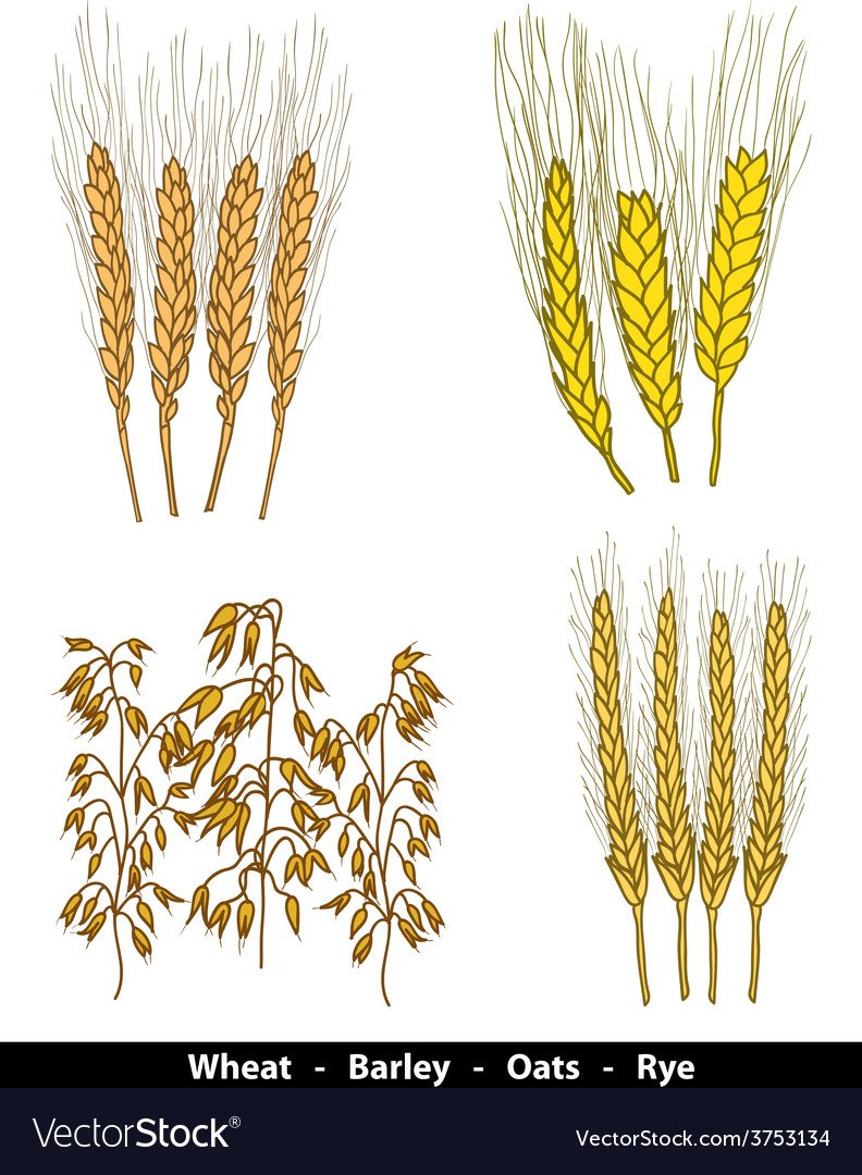 Пшеничные колосья на белом фоне