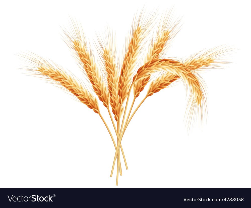 Рожь Макросъемка