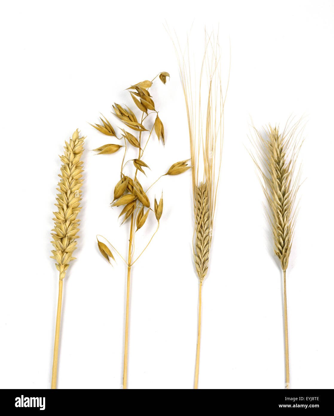 Рожь картинка для детей