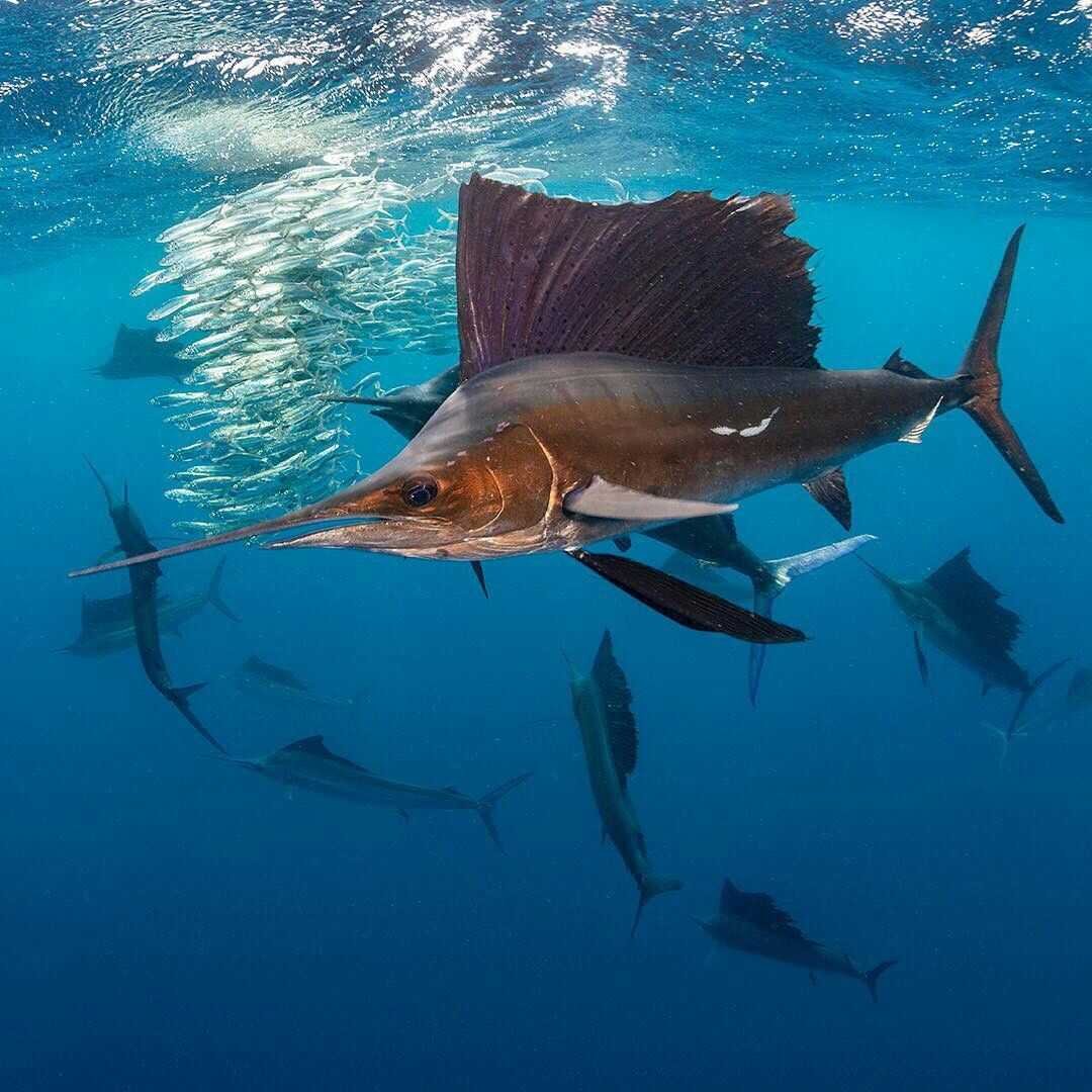 Парусник (Istiophorus platypterus)