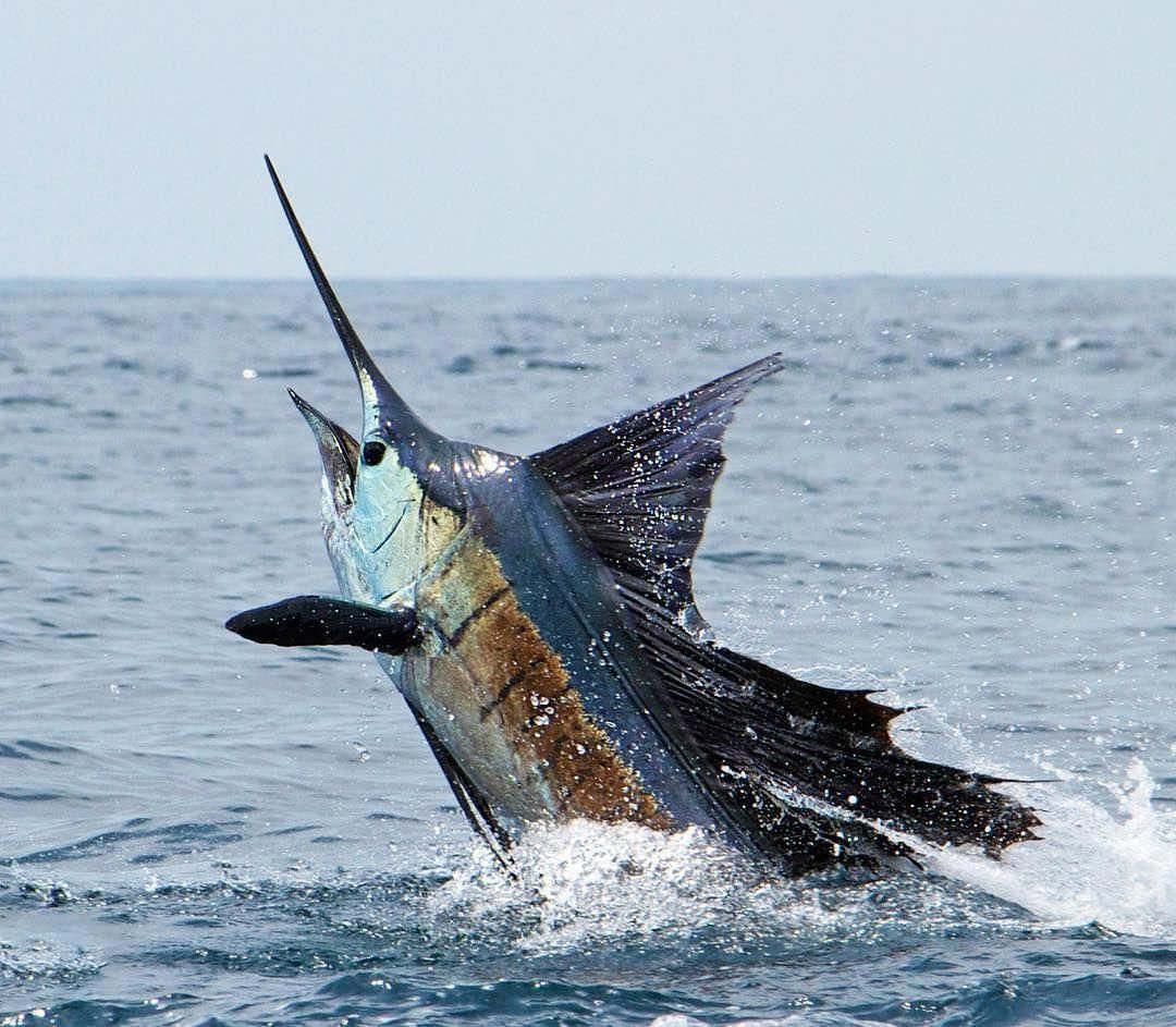 Индо-Тихоокеанский парусник