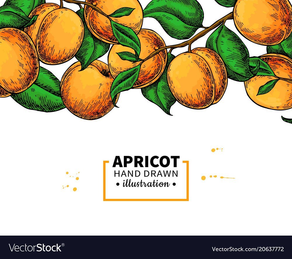 Персик на белом фоне