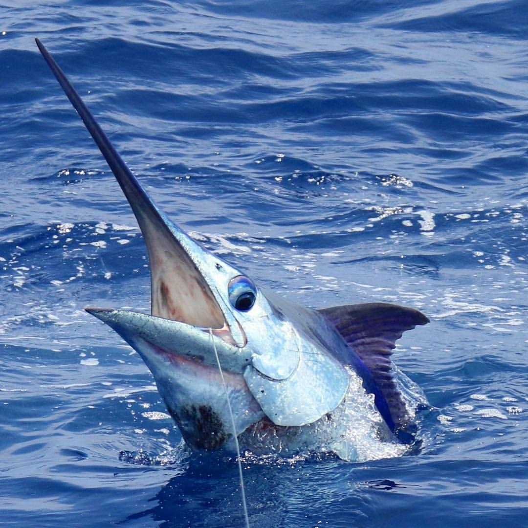 Малек голубого марлина