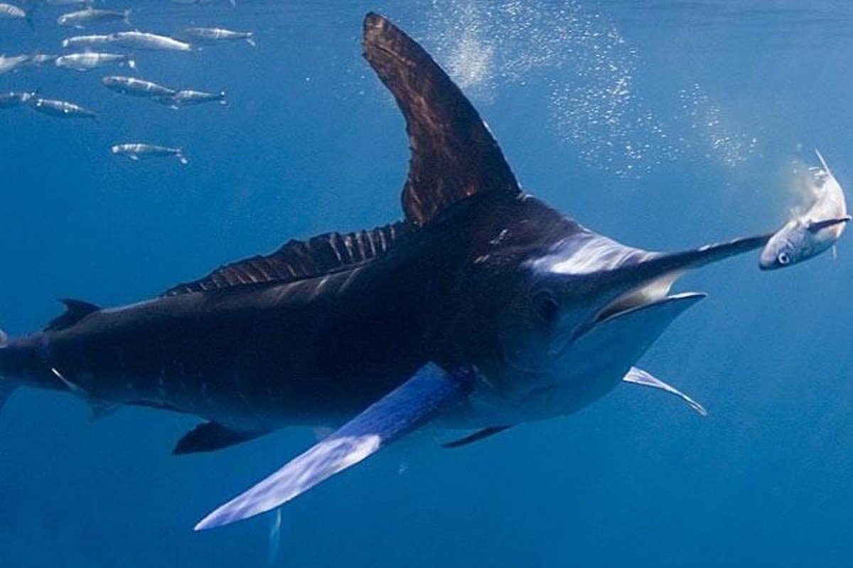 Голубой Марлин рыба