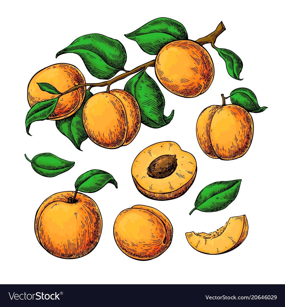 Абрикос на белом фоне