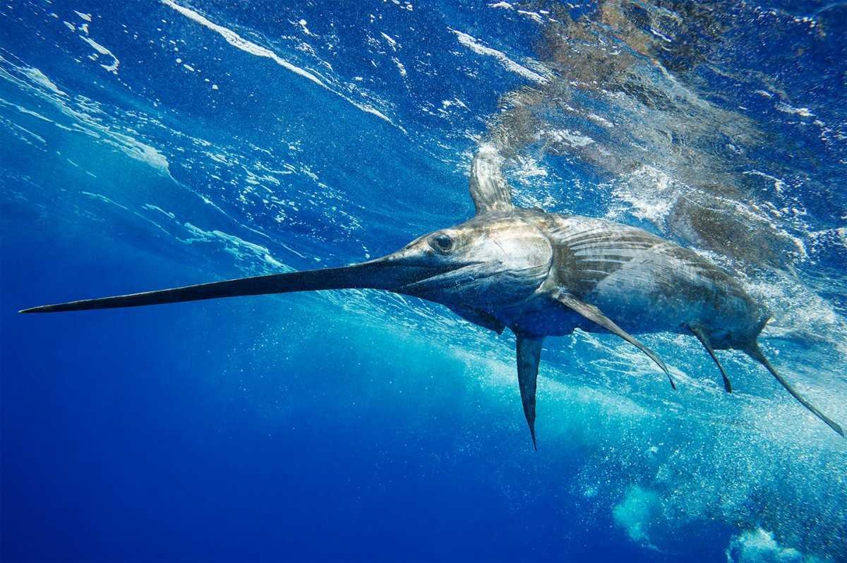 Парусник рыба Марлин