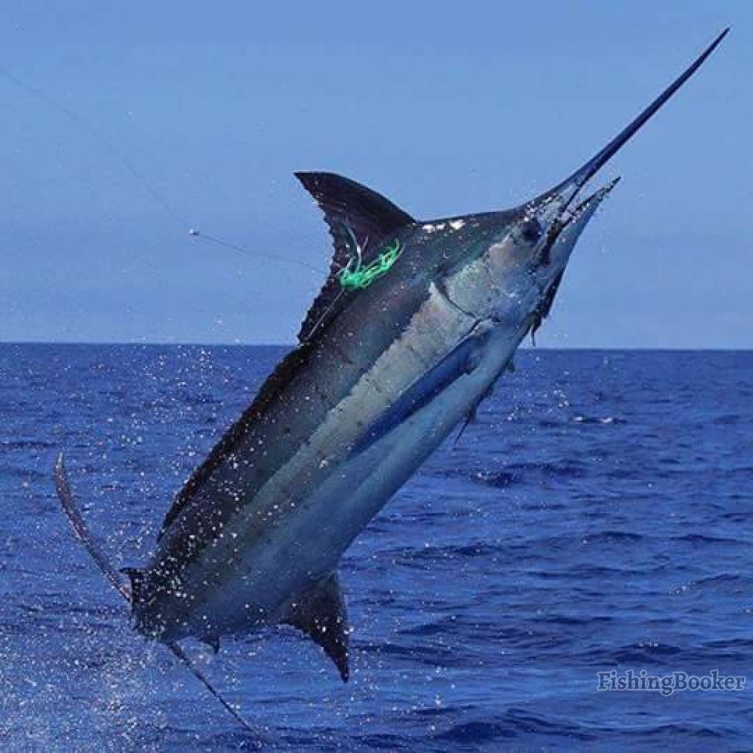 Рыба меч снизу