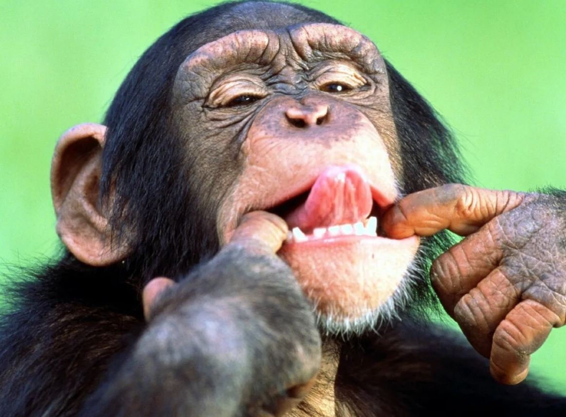 Кунац меймун