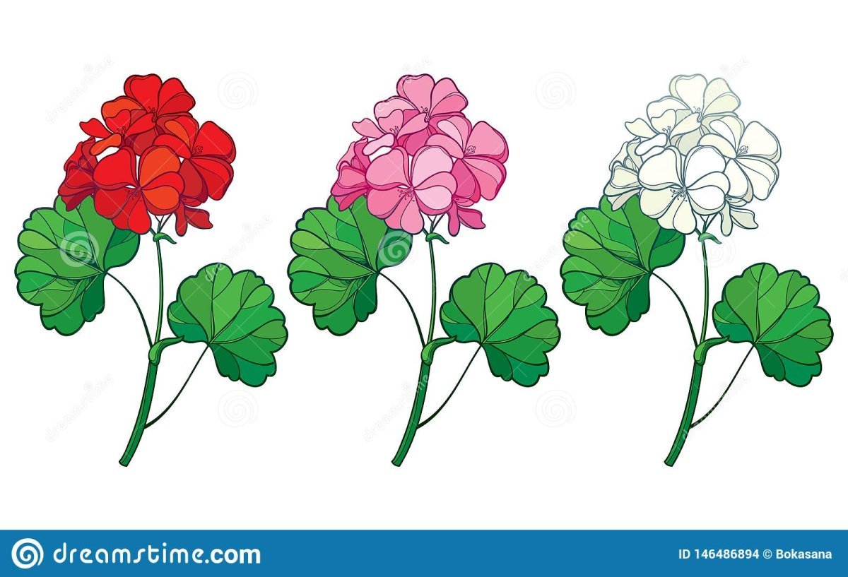 Герань цветок вектор