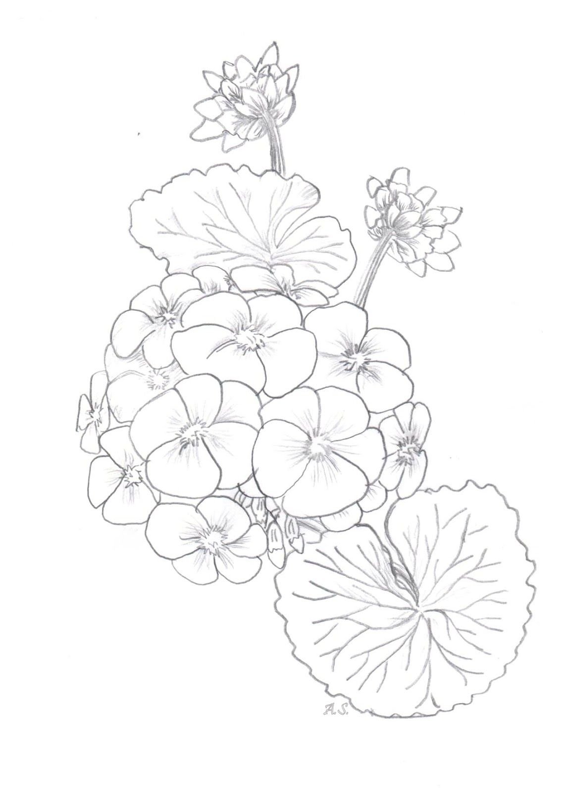 Бегония раскраска