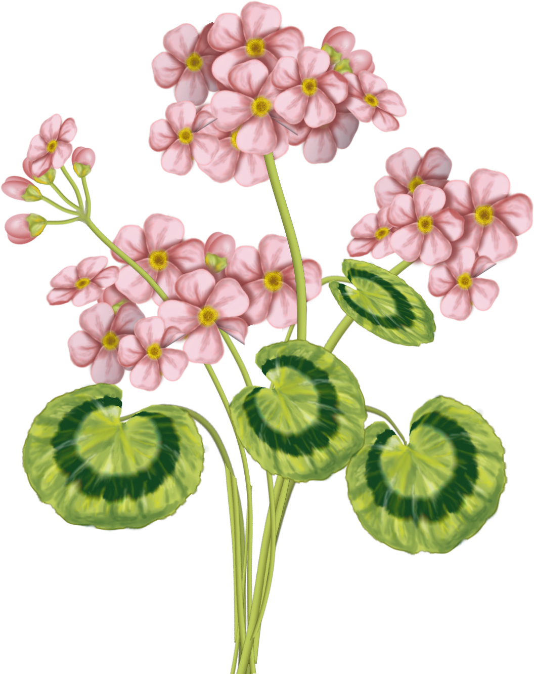 Стилизованный рисунок герани