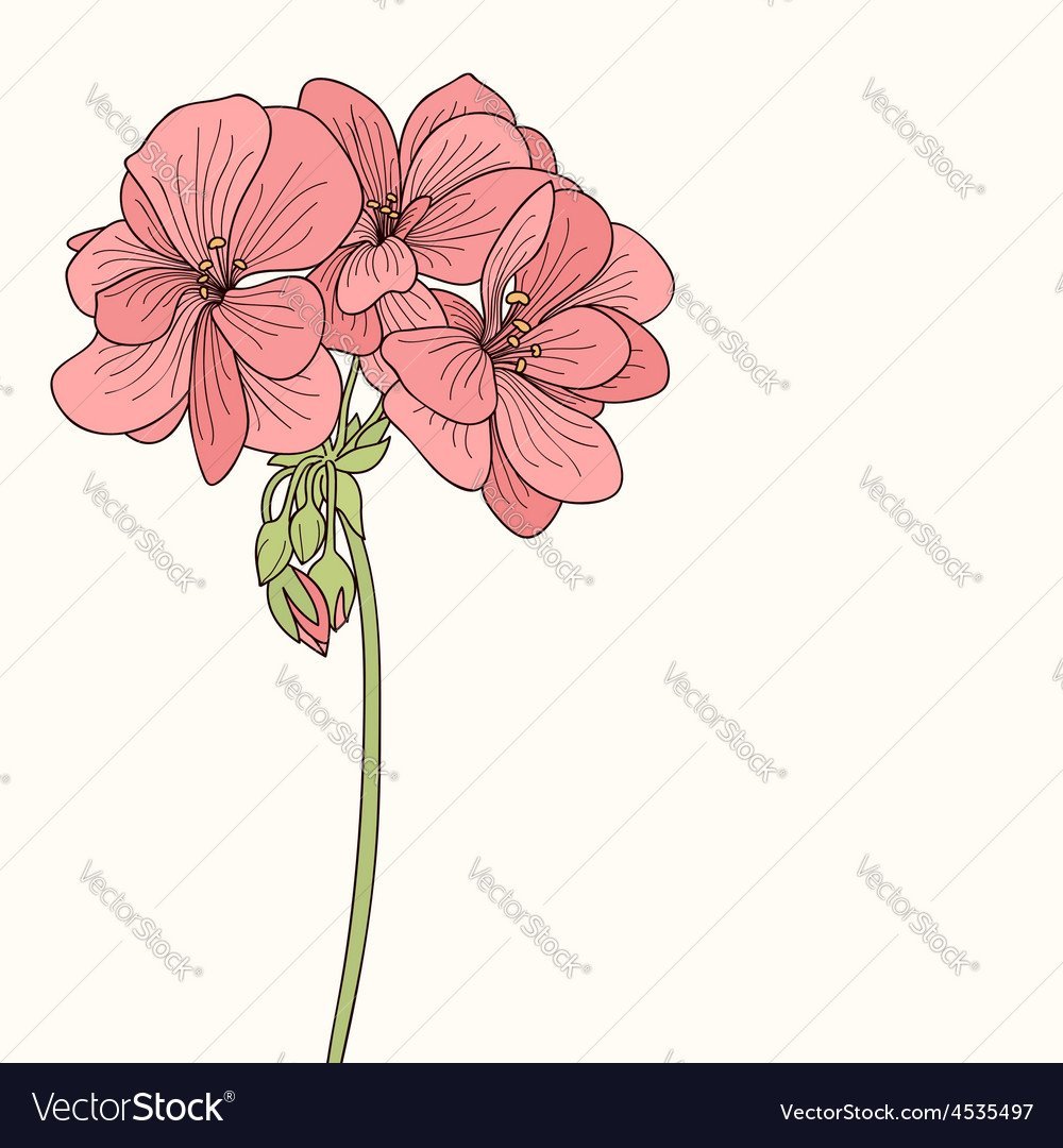 Цветы пеларгония вектор