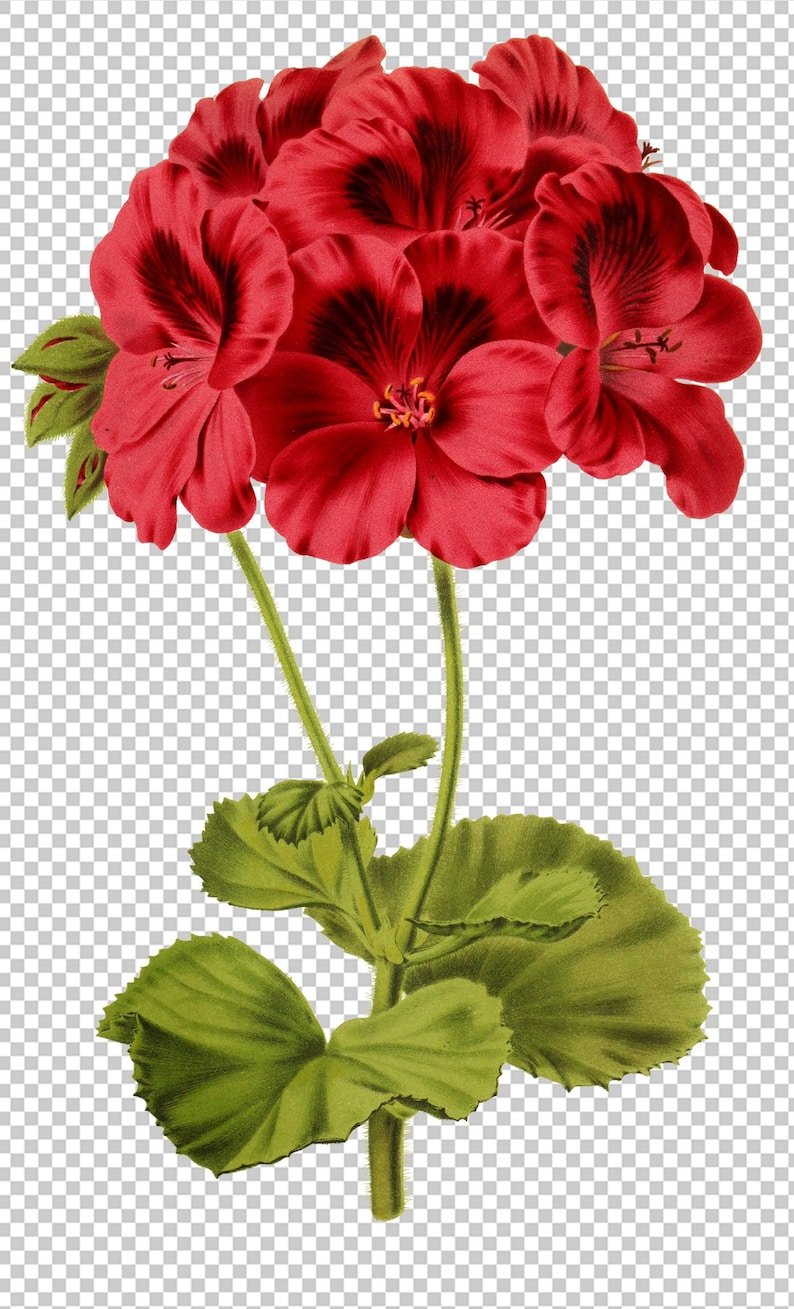 Elspeth пеларгония