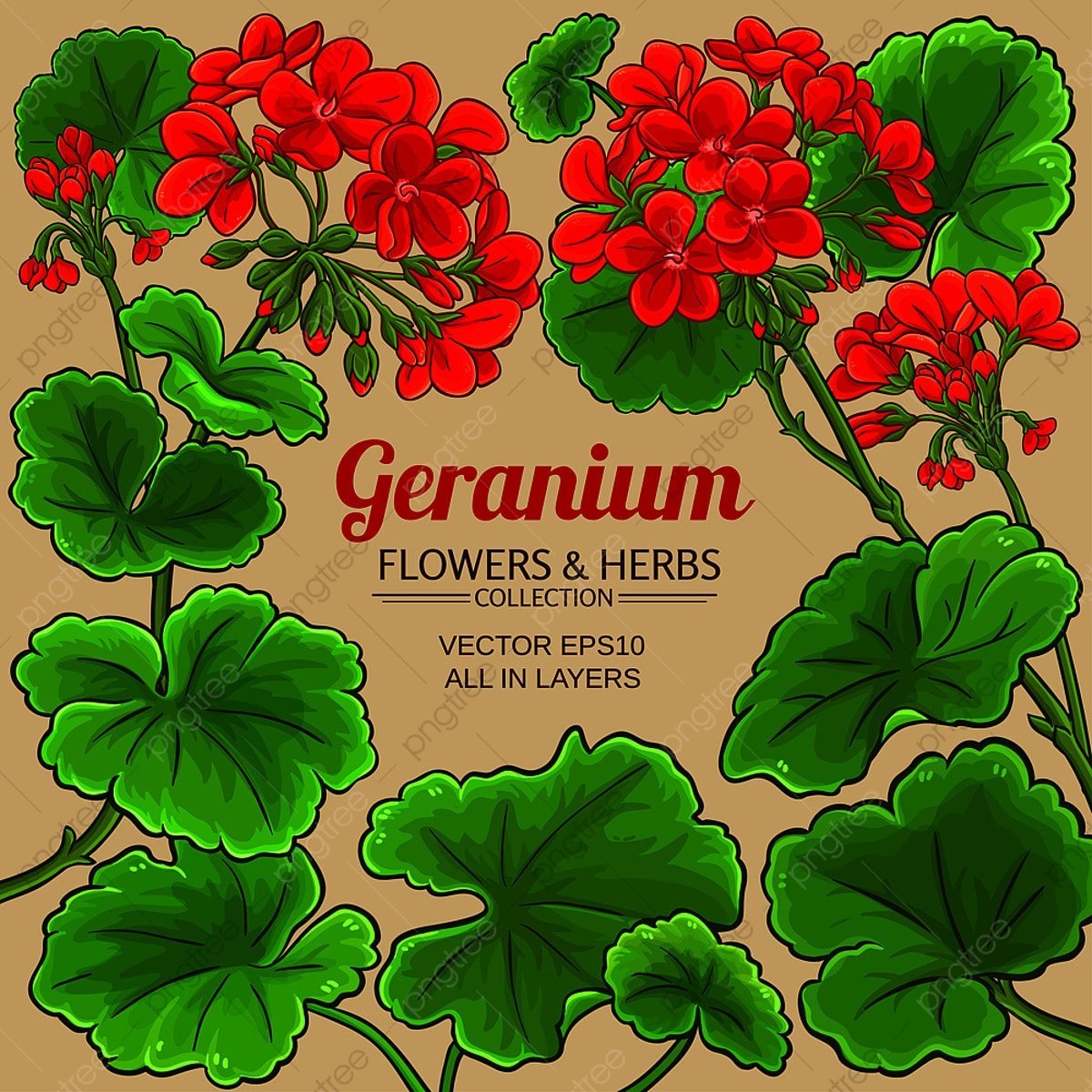 Герань вектор