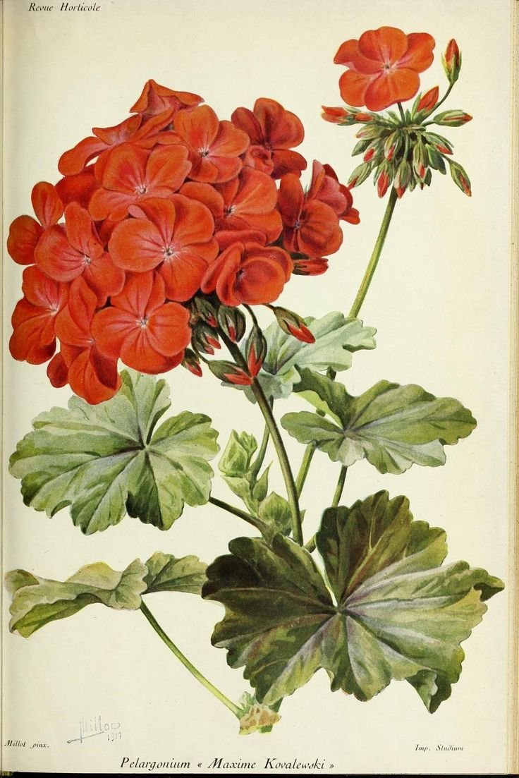 Пеларгония зональная Ботаническая иллюстрация