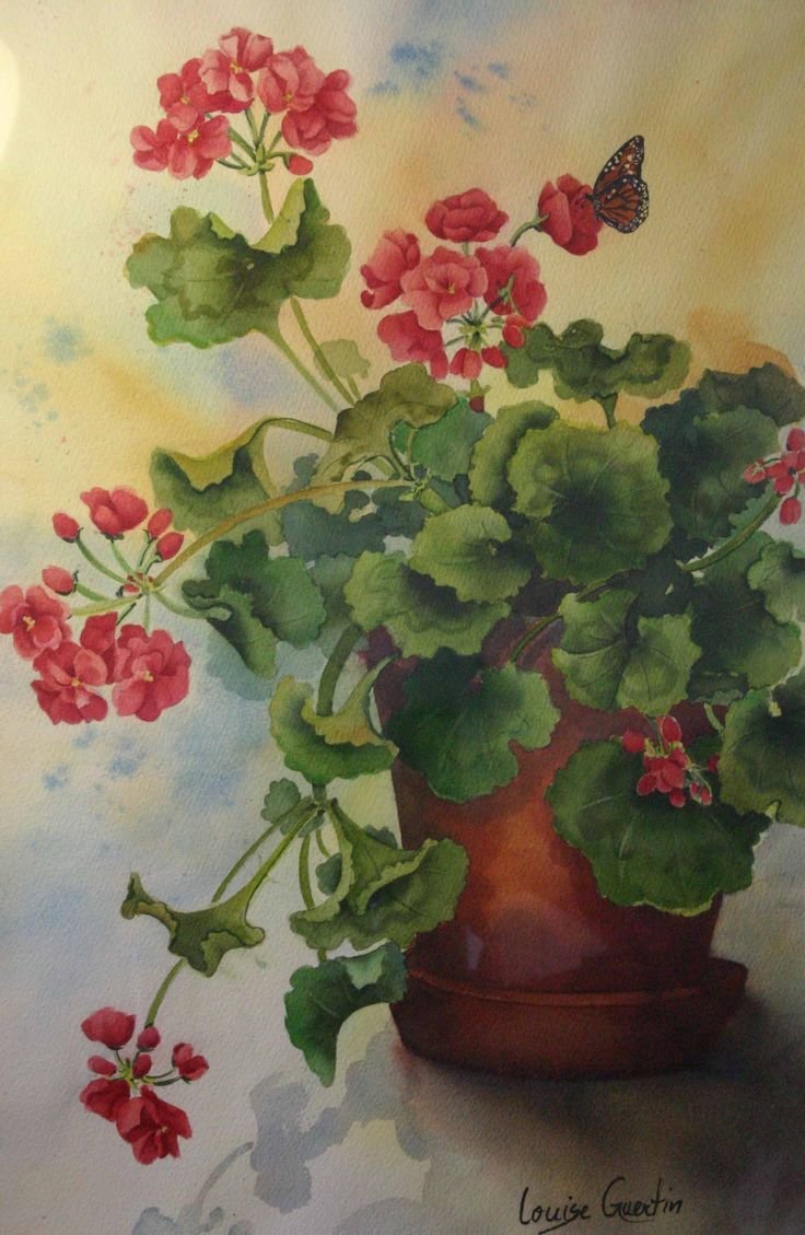 Примавера герань