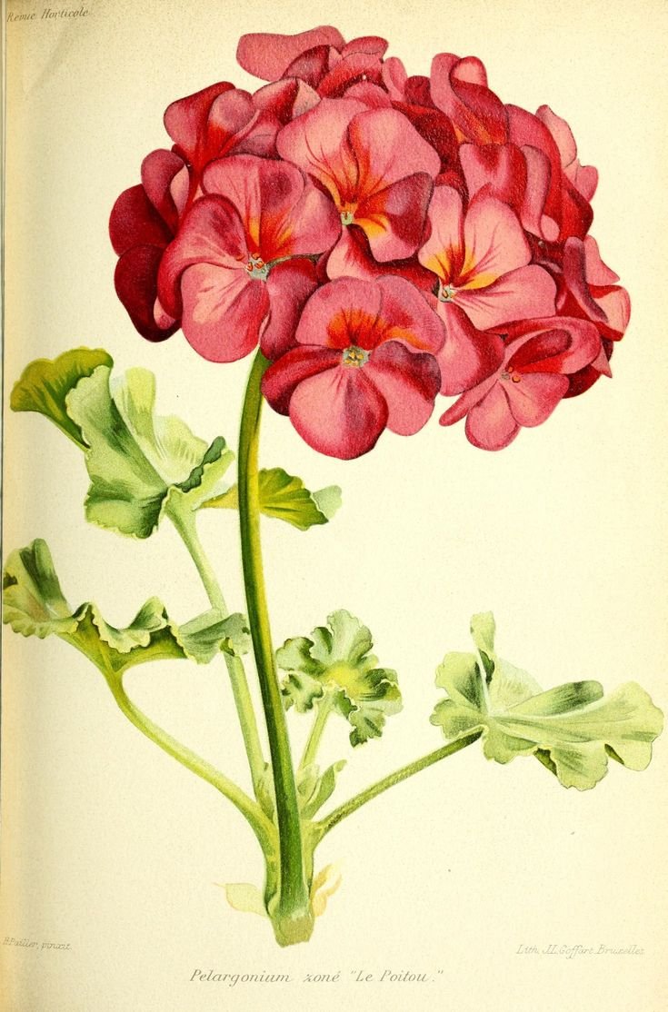 Винтажная роза пеларгония