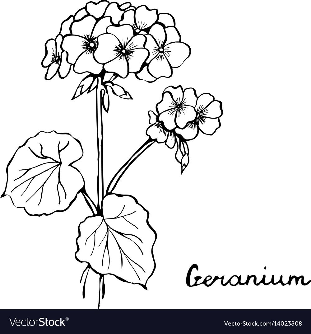 Герань карандашом