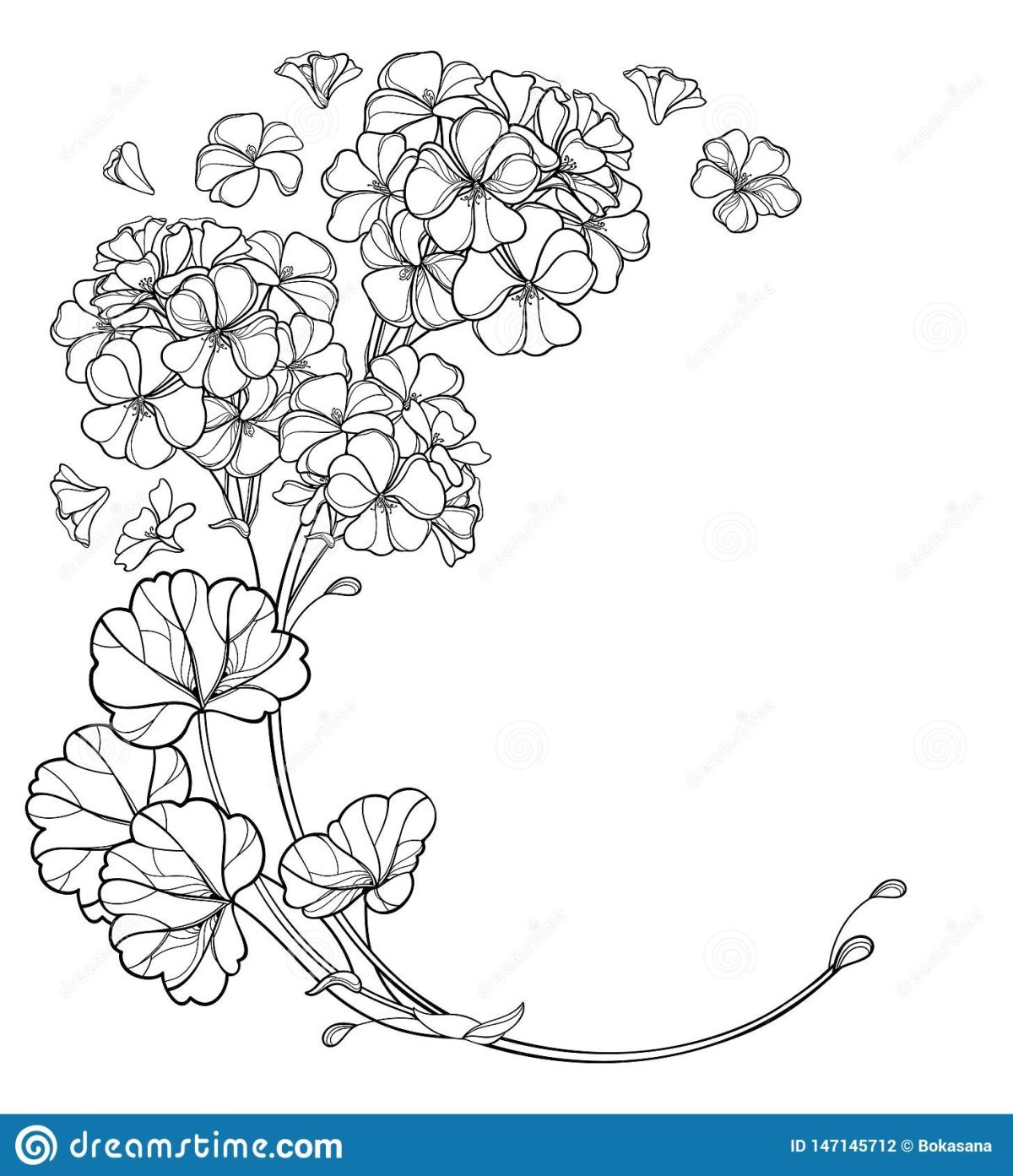 Герань вектор