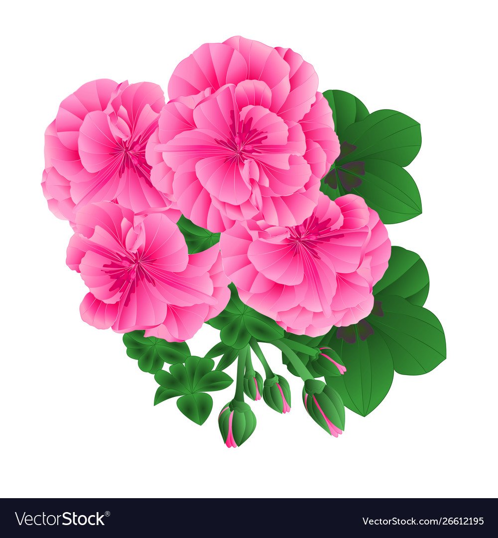 Герань Векторсток