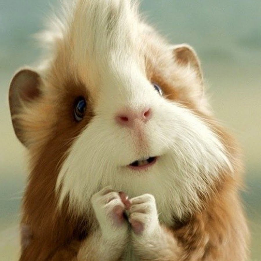 Хомяк Геннадий