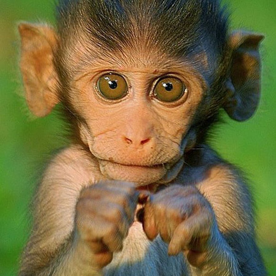 Обезьяна с зелеными глазами