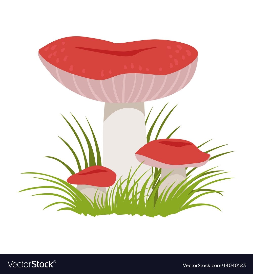 Сыроежки мультяшные