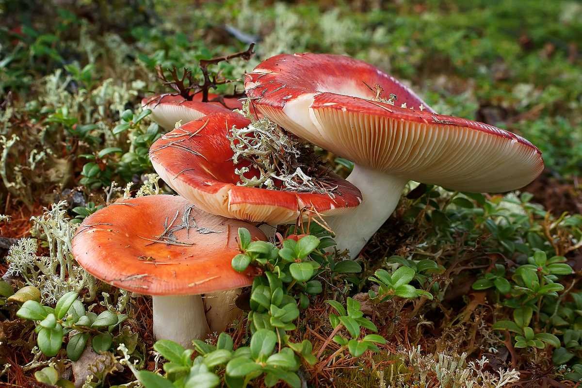 Сыроежка Гороховик