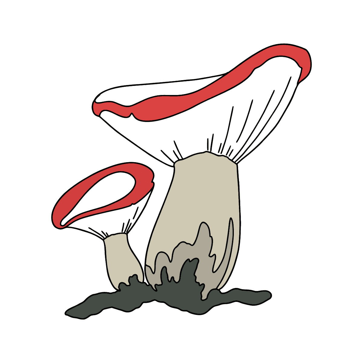 Сыроежка мультяшный