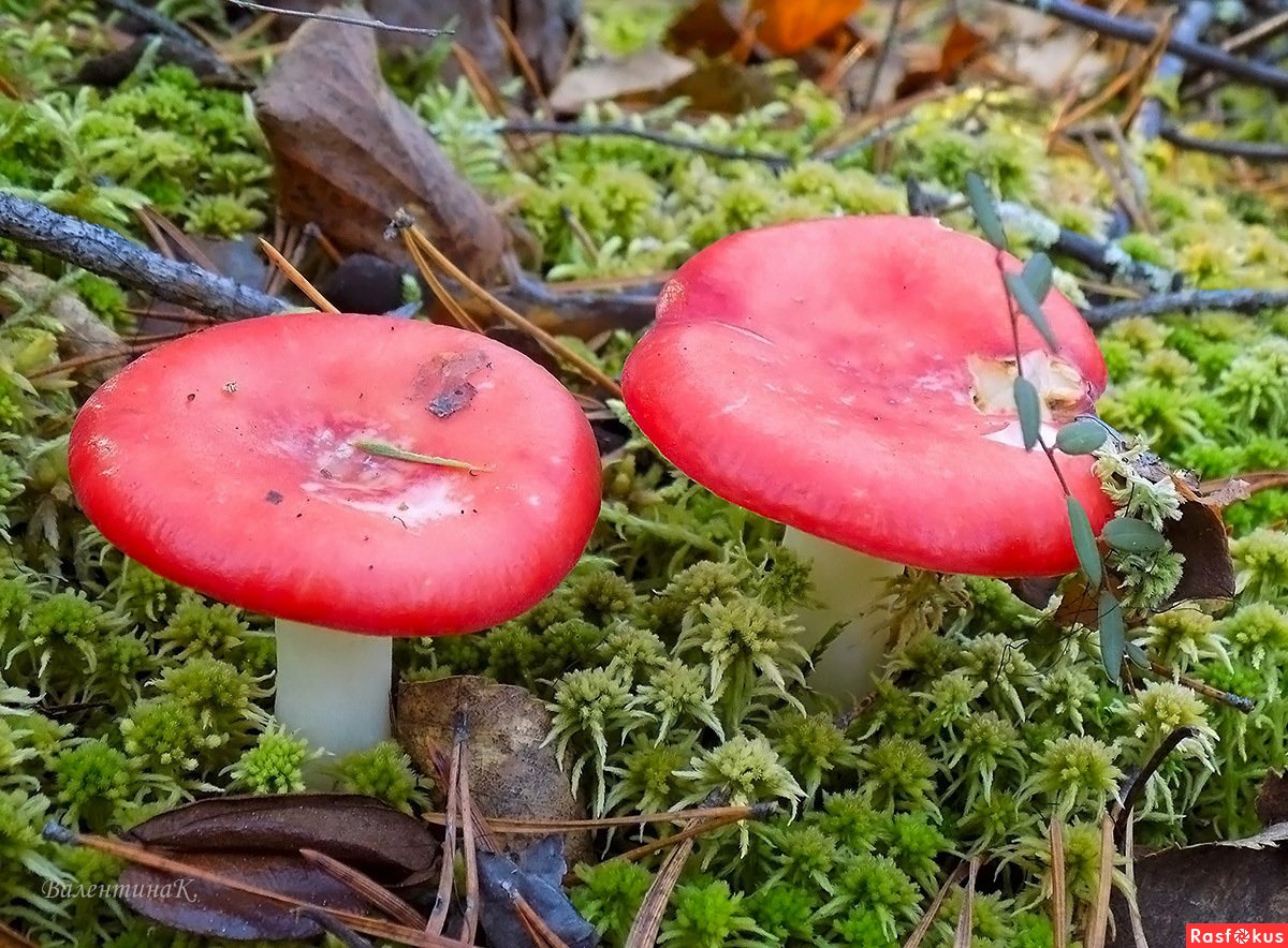 Красноголовики сыроежки